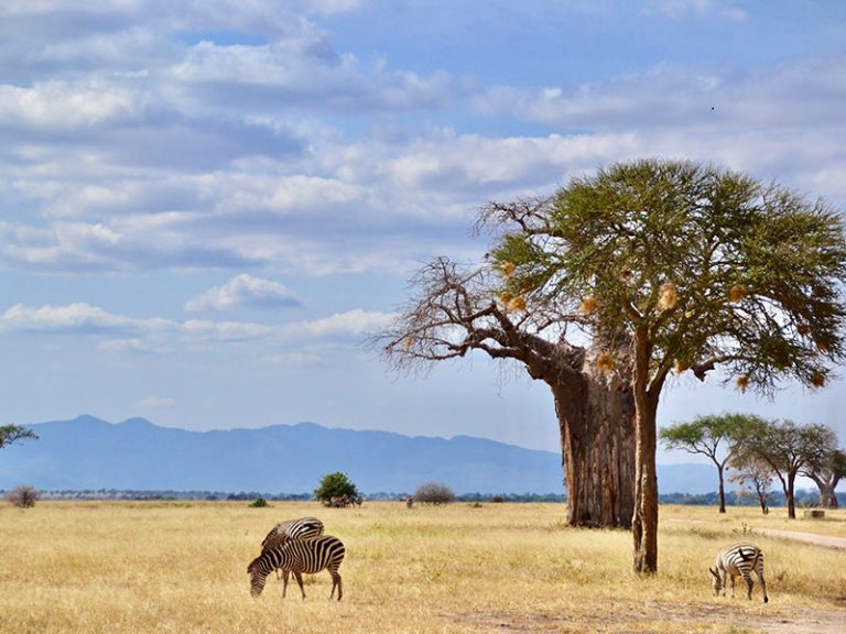 Safari-o